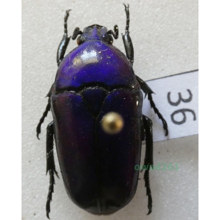 Chlorocala africana oertzeni Kolbe, 1895 ex. ovo Tanzania36